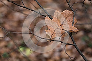 Closeup oak leaf in late autumn forest