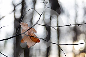 Closeup oak leaf in late autumn forest