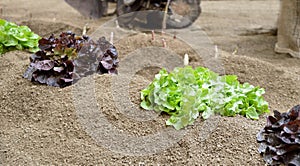 Closeup Oak Leaf lettuce