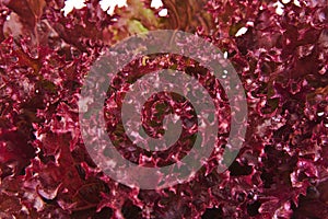 Closeup of an oak leaf lettuce