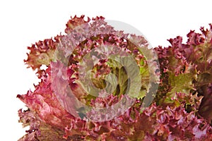 Closeup of an Oak Leaf lettuce isolated on a white