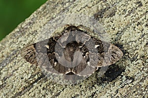 Closeup on the she-oak moth, Pernattia pusilla sitting on wood with spread wings