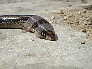 Closeup of an ocellated skink crawling on the ground under the sunlight in Malta