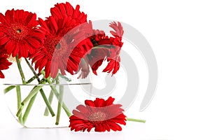Closeup od red gerber daisies in vase