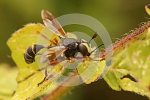 Closeup on the odd endoparasite  Waisted beegrabber,  Physocepha rufipes