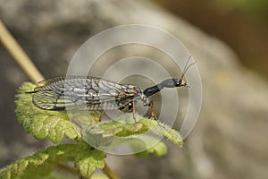 Closeup on the odd shaped Oak Snakefly, Phaeostigma notata sitting on a green leaf photo