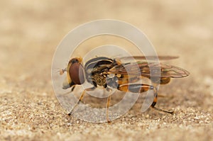 Closeup on the odd shaped Snouted Duckfly hoverfly, Anasimyia lineata, sitting on wood