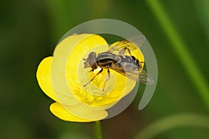 Closeup on the odd shaped Snouted Duckfly hoverfly, Anasimyia lineata, sitting on a yellow buttercup flower