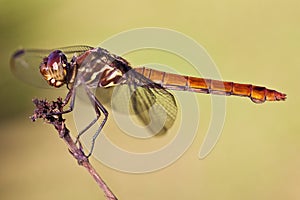 Closeup of a odonata insect isolated background