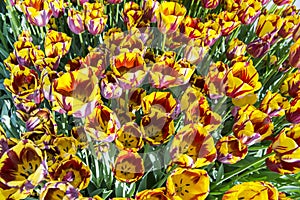 A closeup ofd and yellow tulips in sun light