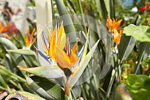 Closeup ofStrelitzia reginae (bird of paradise flower) in garden.