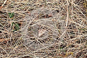 Closeup of old aged dry grass straw background texture. Macro of a textured eco natural backdrop. Ecological organic autumn fall