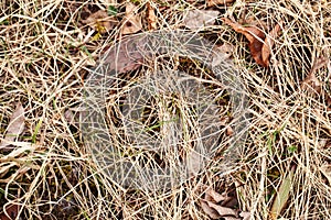 Closeup of old aged dry grass straw background texture. Macro of a textured eco natural backdrop. Ecological organic autumn fall