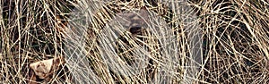 Closeup of old aged dry grass straw background texture. Macro of textured eco natural backdrop. Ecological organic autumn fall