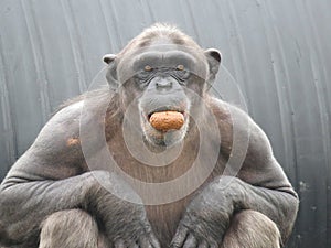 Closeup Chimpanzee Sitting down and Eating Fruit short hair