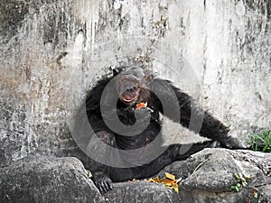 Old Chimpanzee Sit and Eating Fruit