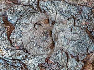 Closeup of old dead log in Centrqal Park