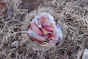 Closeup of an old dirty fake flower at an old delapidated looking graveyard on a gray gloomy day, in Upstate New York