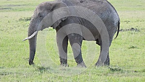 Closeup of an old Elephant eating grass on the field of Maasai Mara in Narok, Kenya