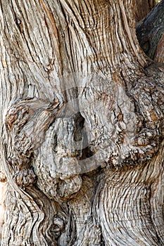 Closeup of Old Gnarled Oak Tree