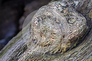 Closeup of old log in forst