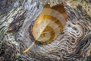 Closeup of old log in forst