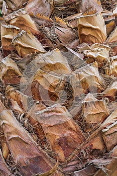 Closeup of an old Pine tree bark stem - texture background
