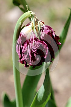 Closeup of old purple tulip with completely dried petals and dark green leaves surrounded with other flowers in local garden
