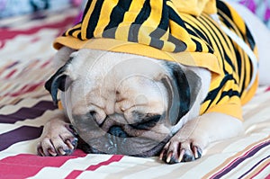 Closeup of old sleeping pug puppy with snot of cold wear yellow Sweatshirt with Hood on bed