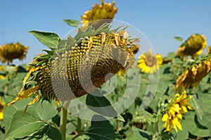 Closeup old sunflower detail