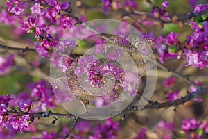 Closeup of old transparent leaf skeleton on mezereon branch with pink flowers lit by sun