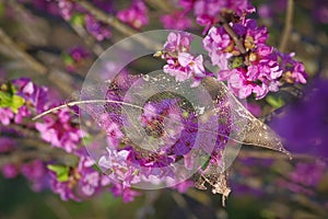 Closeup of old transparent leaf skeleton on mezereon branch with pink flowers lit by sun