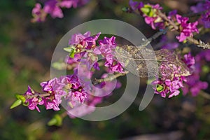 Closeup of old transparent leaf skeleton on mezereon branch with pink flowers lit by sun