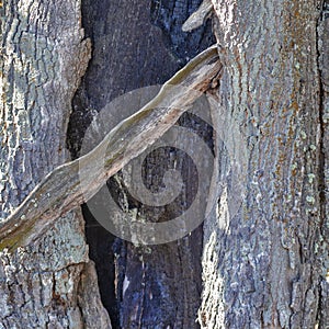 Closeup of Old Tree Bark in Natural Polesye Resort in Belarus