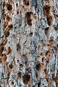 Closeup of Old Tree Bark With Plenty of Holes in Polesye Natural Resort