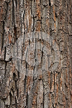 Closeup of an old tree bark. The rough skin of an old tree. Natural wood background. Wooden texture.Closeup.