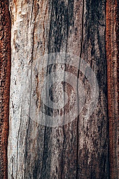 Closeup of old tree trunk without bark