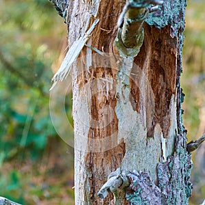 Closeup of an old tree trunk in a forest in summer. Beautiful nature scenery of a branch or bark in an  woodland