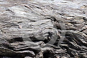 Closeup of an old tree trunk, showing the effects of weathering.