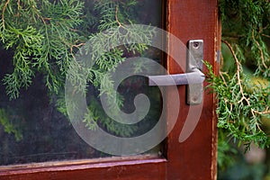 Closeup of old wooden red door with metal handle in greenhouse, evergreen thuja plant behind glass.