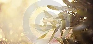 Closeup of olive fruit on tree branch. Olive garden and sunlight background design