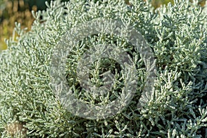 Closeup of a olive herb shrub