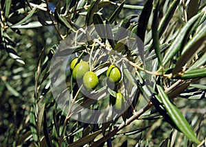 Closeup of olives, olive oil, Andalusia, Spain photo