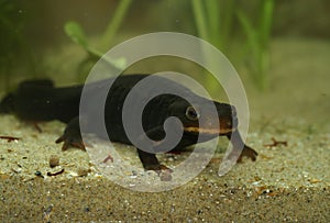 Closeup ona dark Taunggyi Crocodile Newt, Tylototriton shanorum, underwater