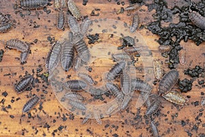 Closeup onan aggregation of various woudlice sitting on the underside of wood photo