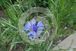 Closeup of one blue flower of Centaurea cyanus in May