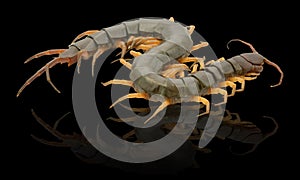 Closeup of one brown centipede