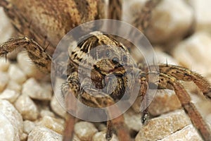 Closeup on one of Europes largest wolf spiders, Hogna radiata photo