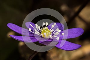 Closeup of one Kidneywort, liverwort, liverleaf - Hepatica nobilis photo