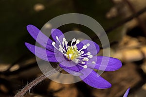 Closeup of one Kidneywort, liverwort, liverleaf - Hepatica nobilis photo